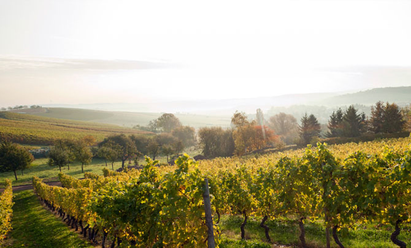 Foto: Unsere Lagen an der Nahe – mineralisch, aromatisch, typisch Nahe